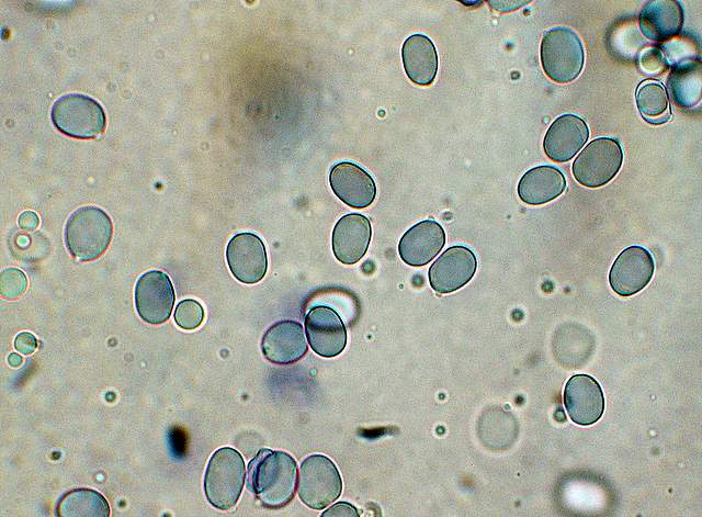 Amanita spec. Cod.: 8509-08